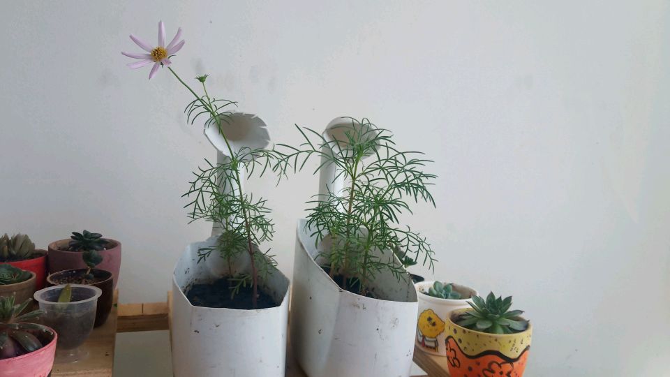 如何种植波斯菊