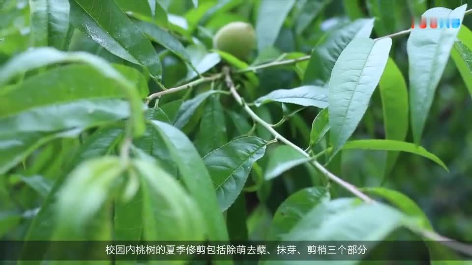桃树如何修剪