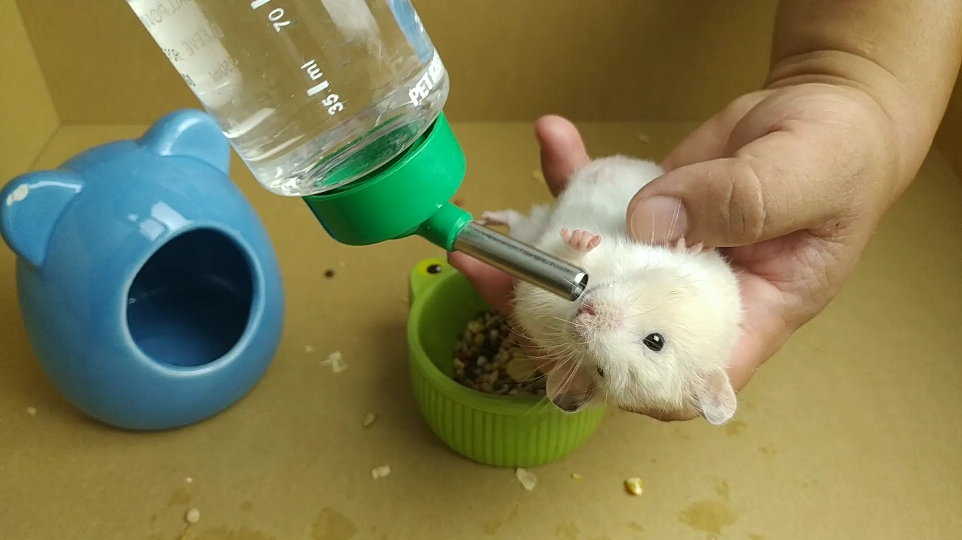 小仓鼠的视频 全网资源