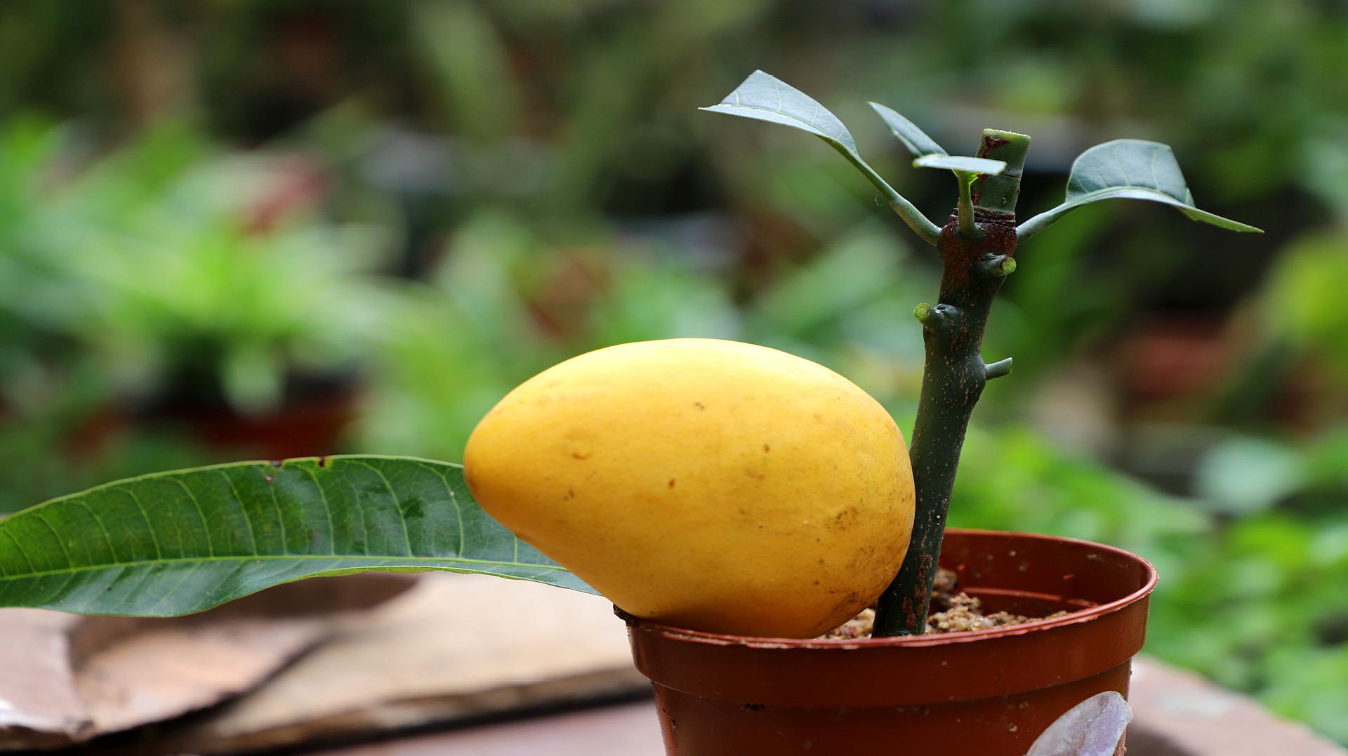 芒果盆栽怎么种植