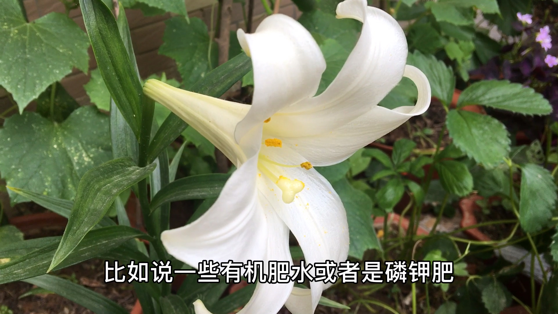 百合花的养殖方法和注意事项