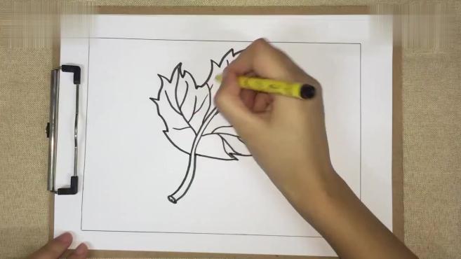 2枫叶简笔画:秋天到了,枫叶也变红了,那就来学习一下它的画法吧!