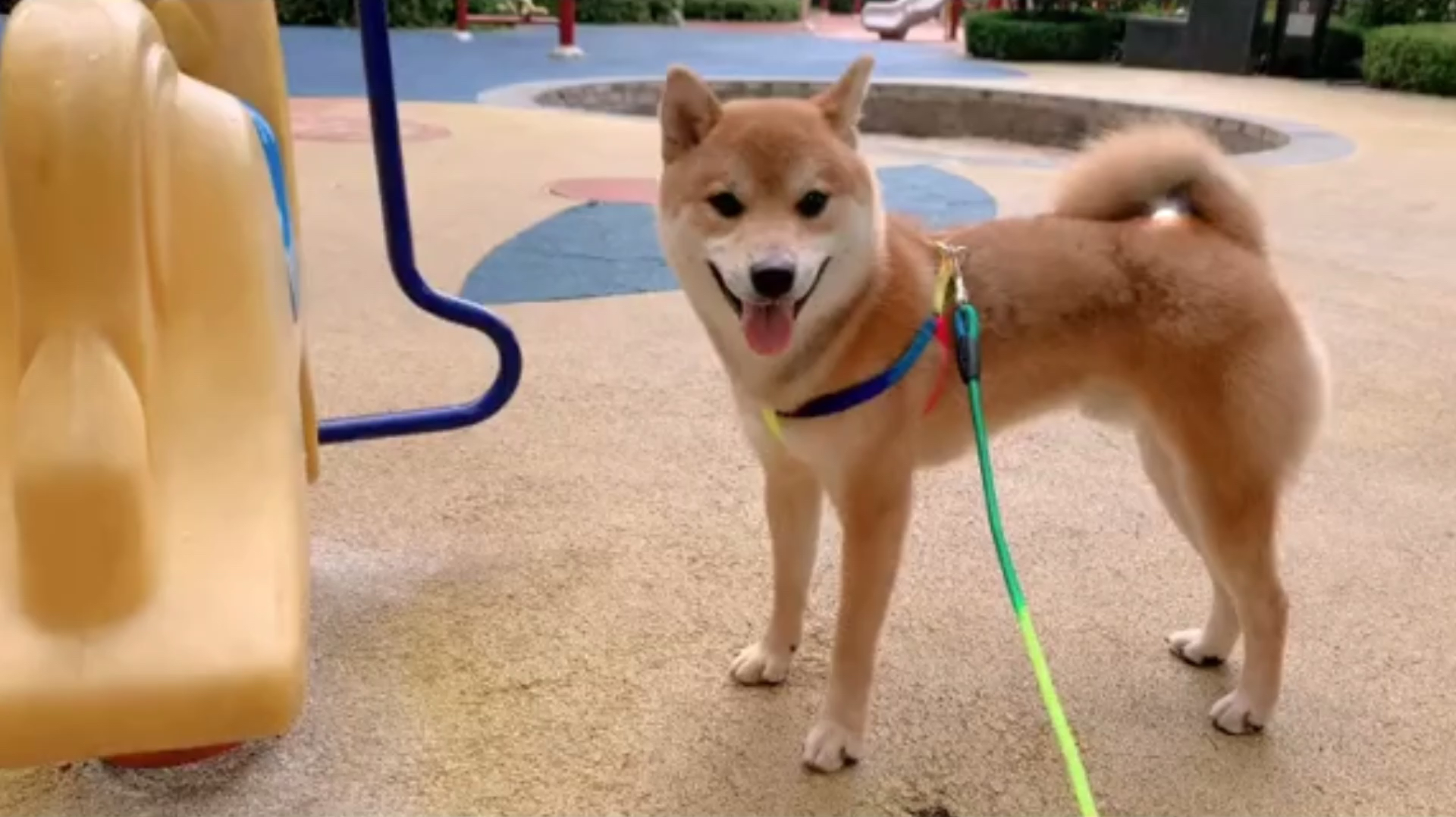 柴犬精彩生活视频集锦