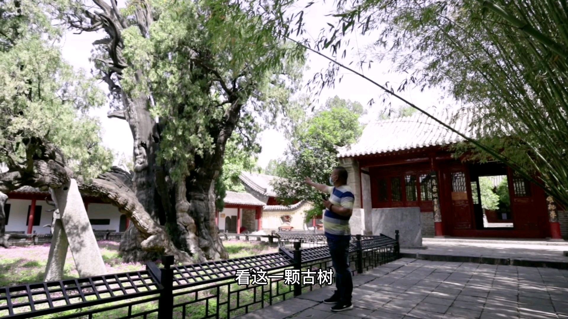 中国四大书院之一嵩阳书院,超过4位皇帝来过这里,古树有4500余年