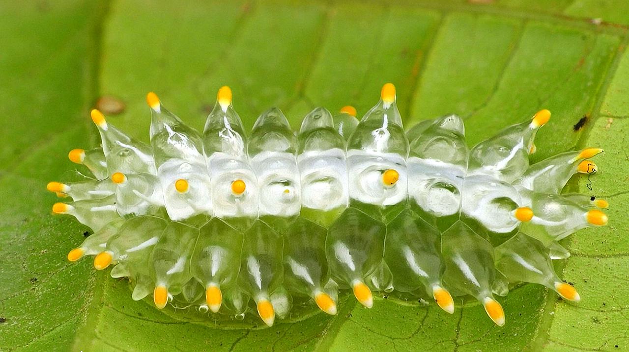 世界六大最可爱的昆虫,玻璃翼蝶堪称第一