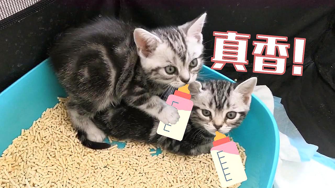 猫咪趣味小视频