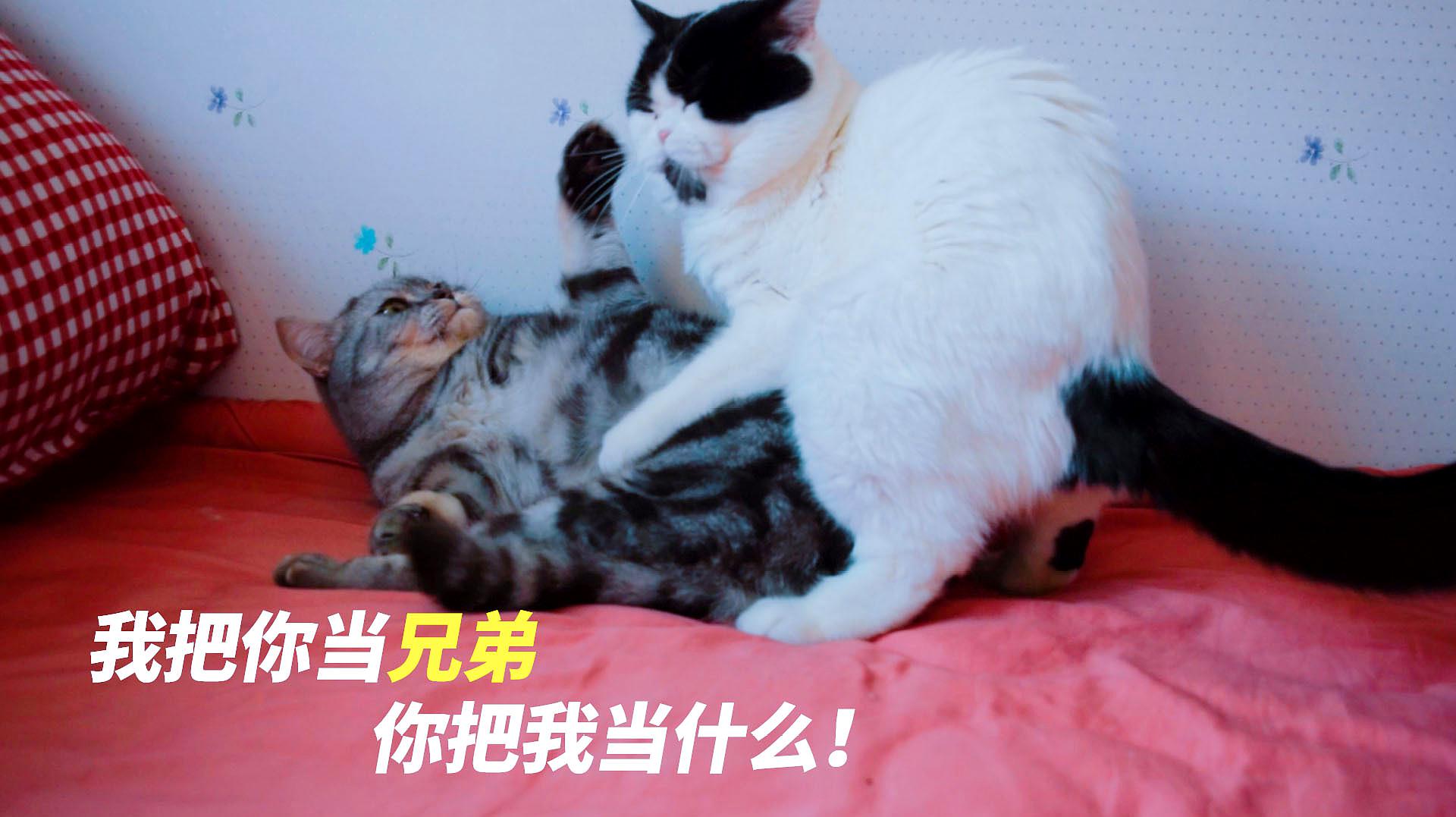 虎斑猫:我把你当兄弟,你把我当什么?奶牛猫:我控制不了自己