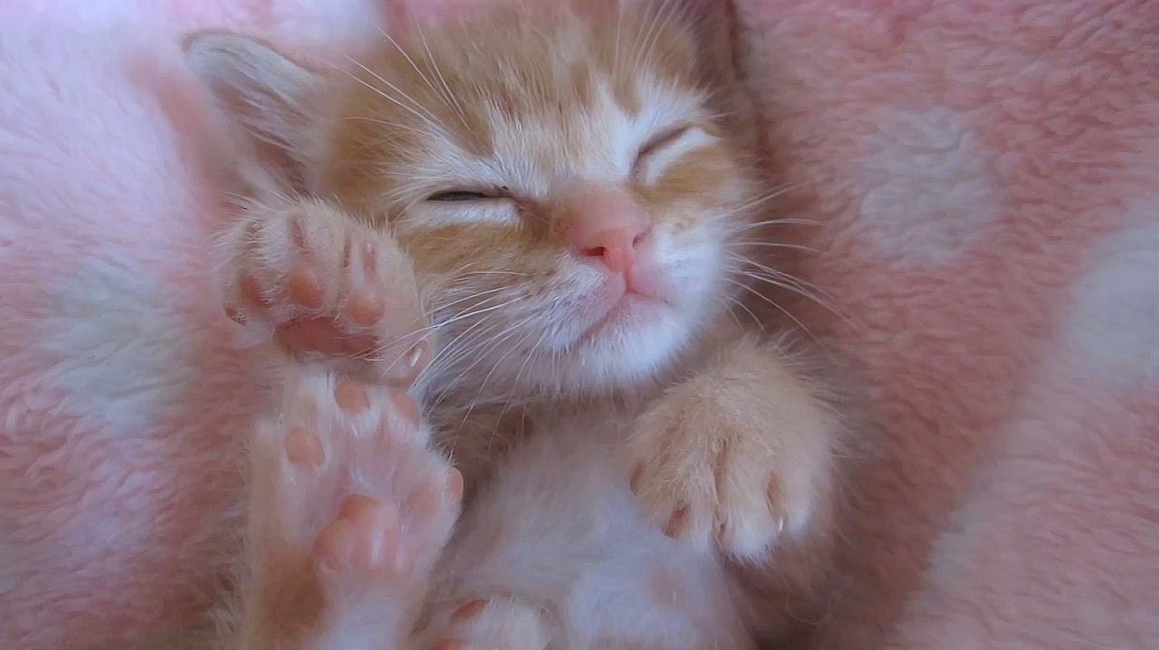 小橘猫正在睡觉,主人仍不住想要撸一把,猫咪的睡姿简直萌翻了