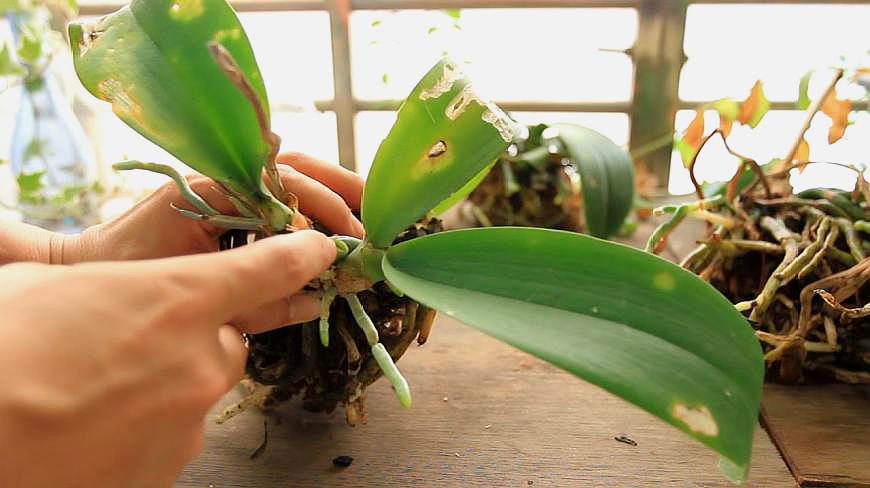 蝴蝶兰的正确种植方法以及养护管理方法