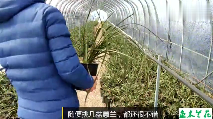 31种植兰花: 兰友承包20亩山地建兰棚,投资800万种兰花,种植5000盆