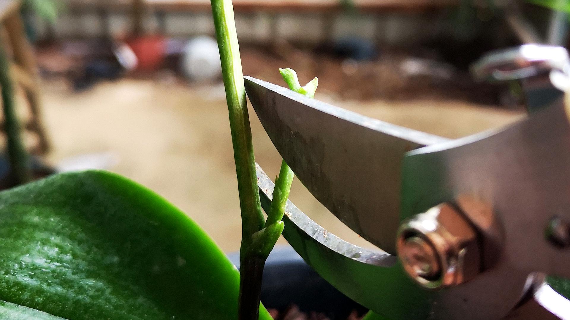 蝴蝶兰比较喜欢湿润的环境 01:30 来源:好看视频-蝴蝶兰长花箭后