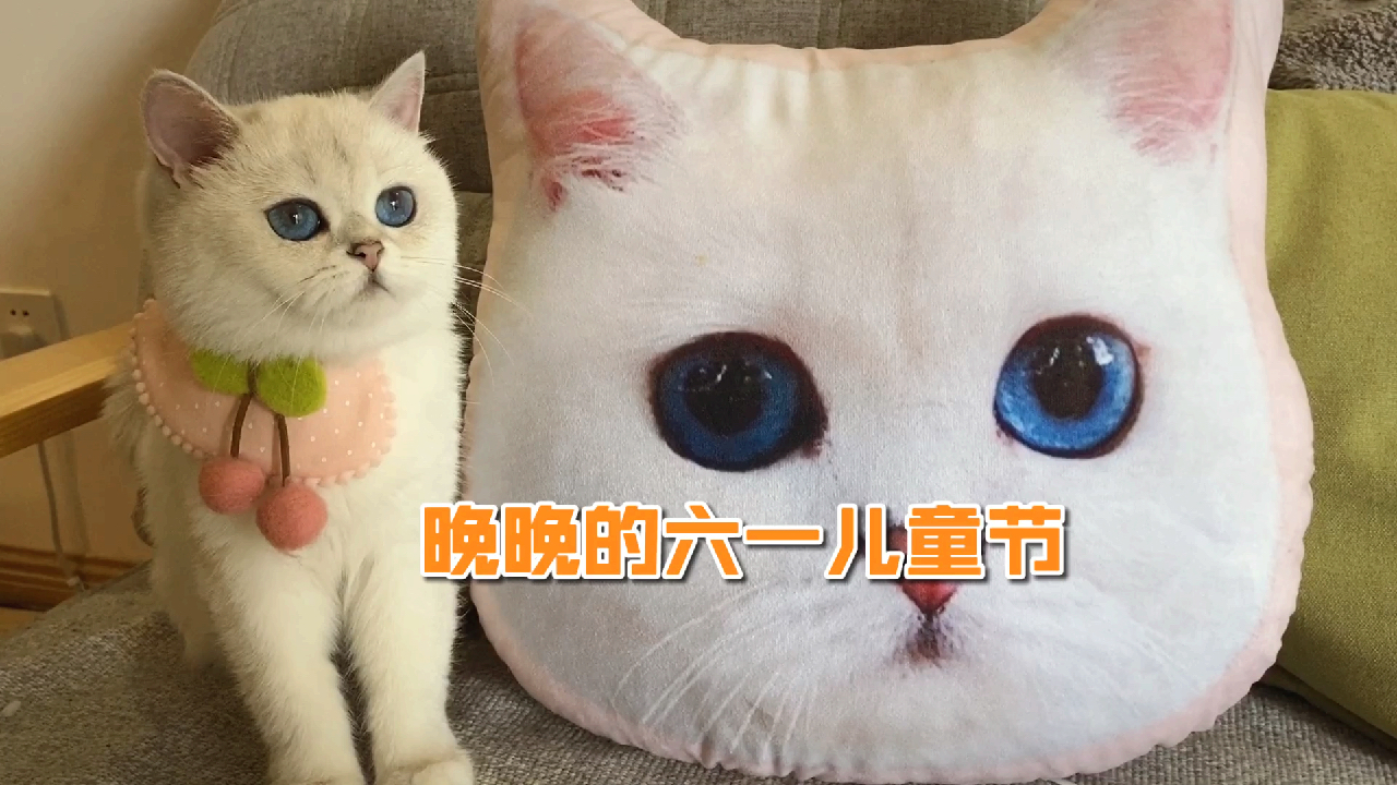 小猫晚晚日常生活集锦