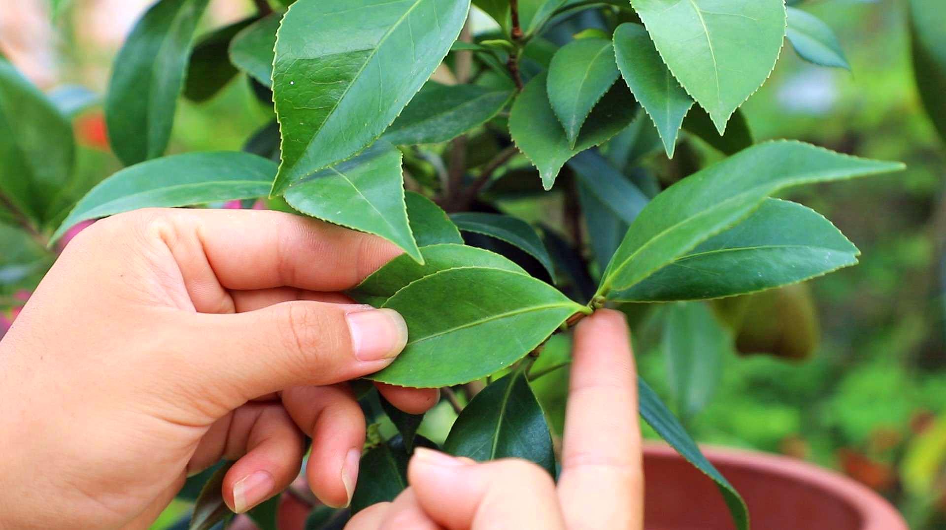 怎么养殖茶花