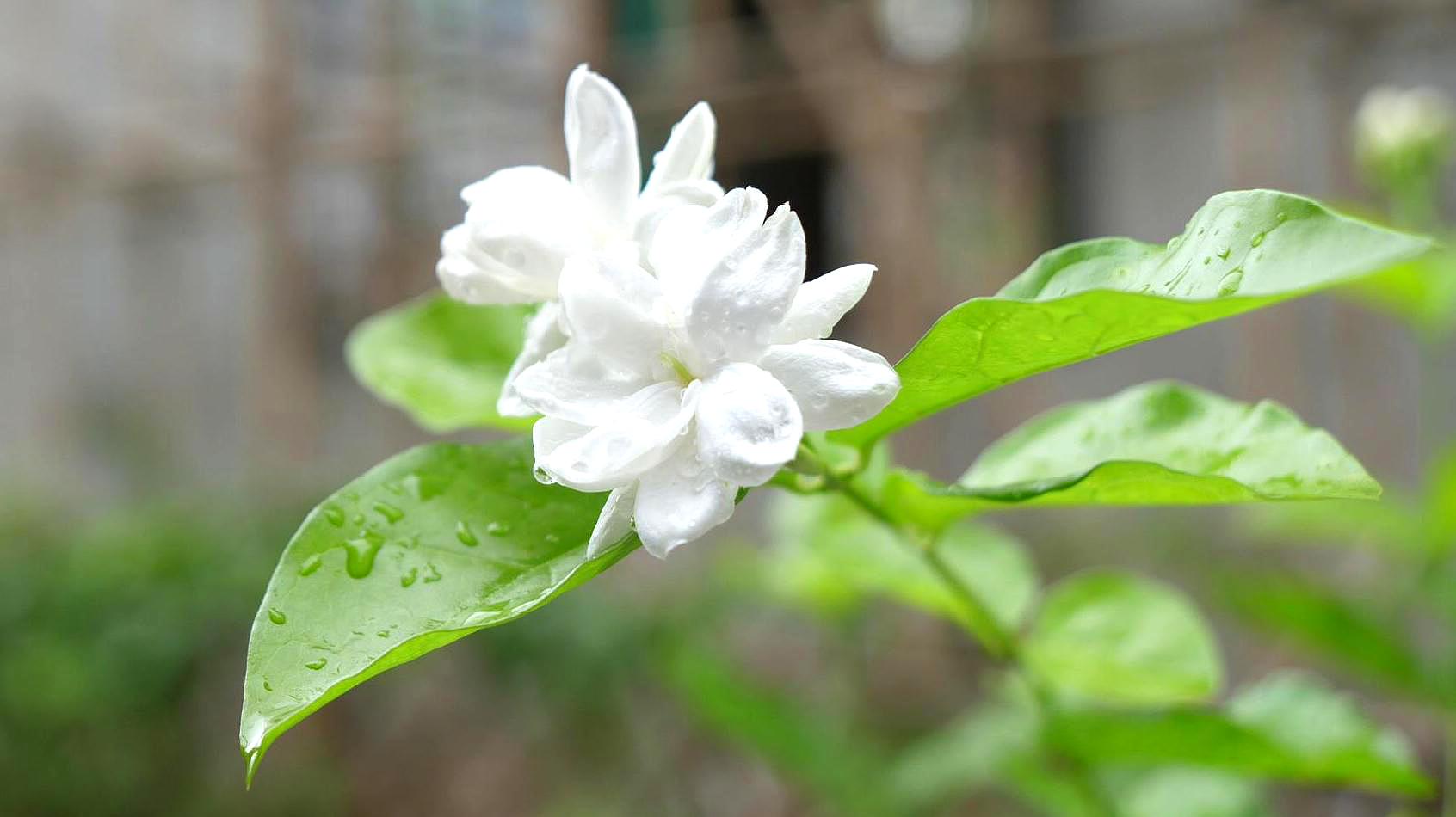 1茉莉花脱盆处理:茉莉花土壤板结要进行换盆,在换盆的前一天注意不要