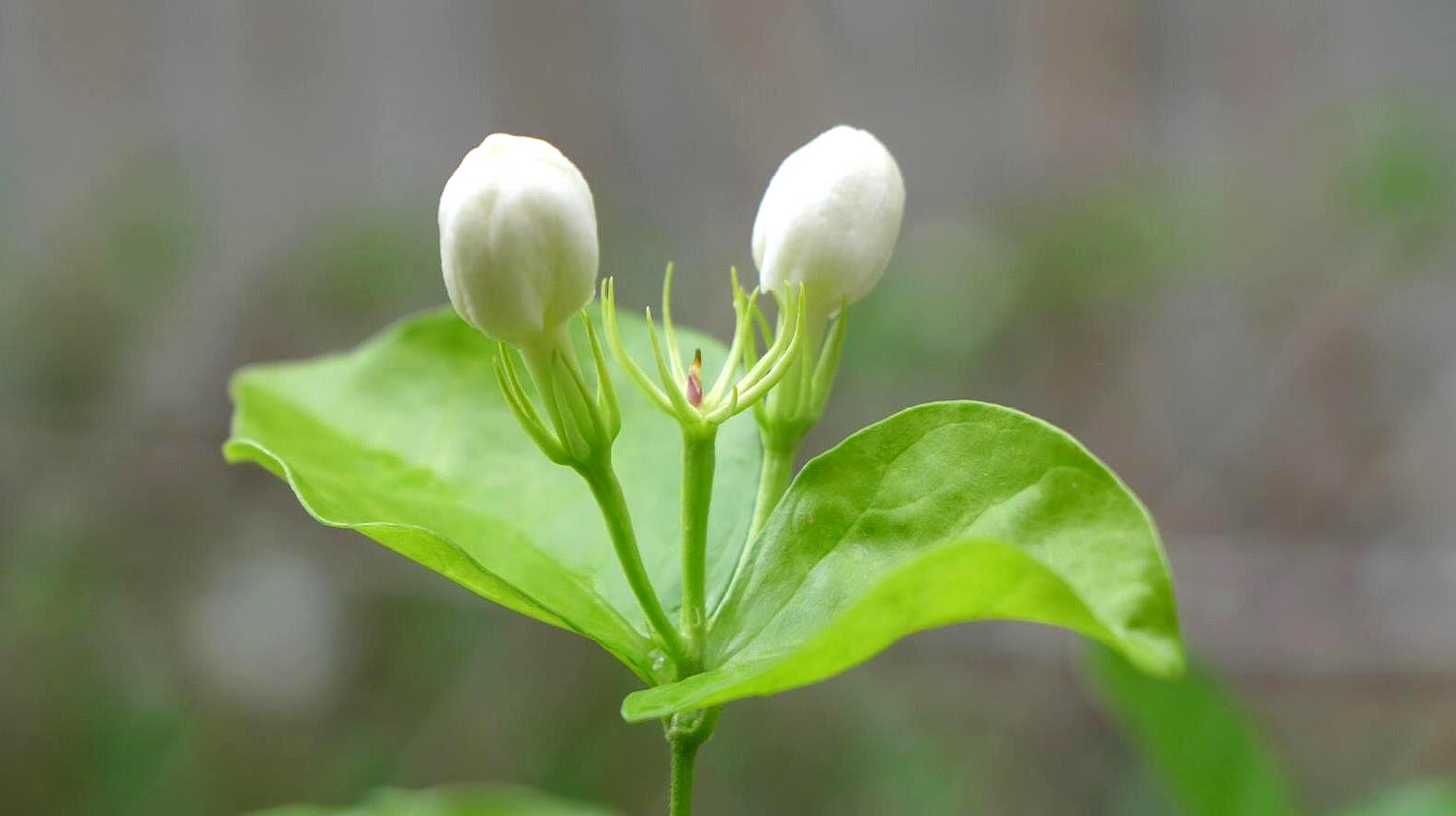 茉莉花怎样养