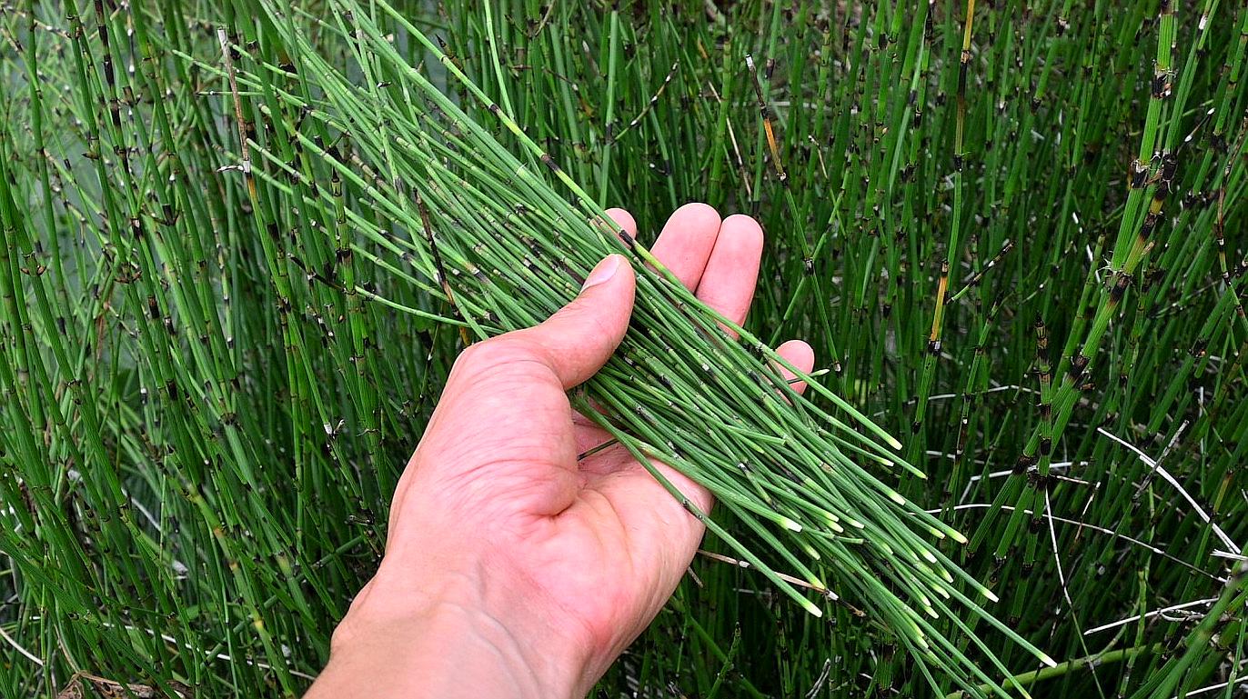 熟悉的植物"节节草",农民当野草看待,了解它的人很少?