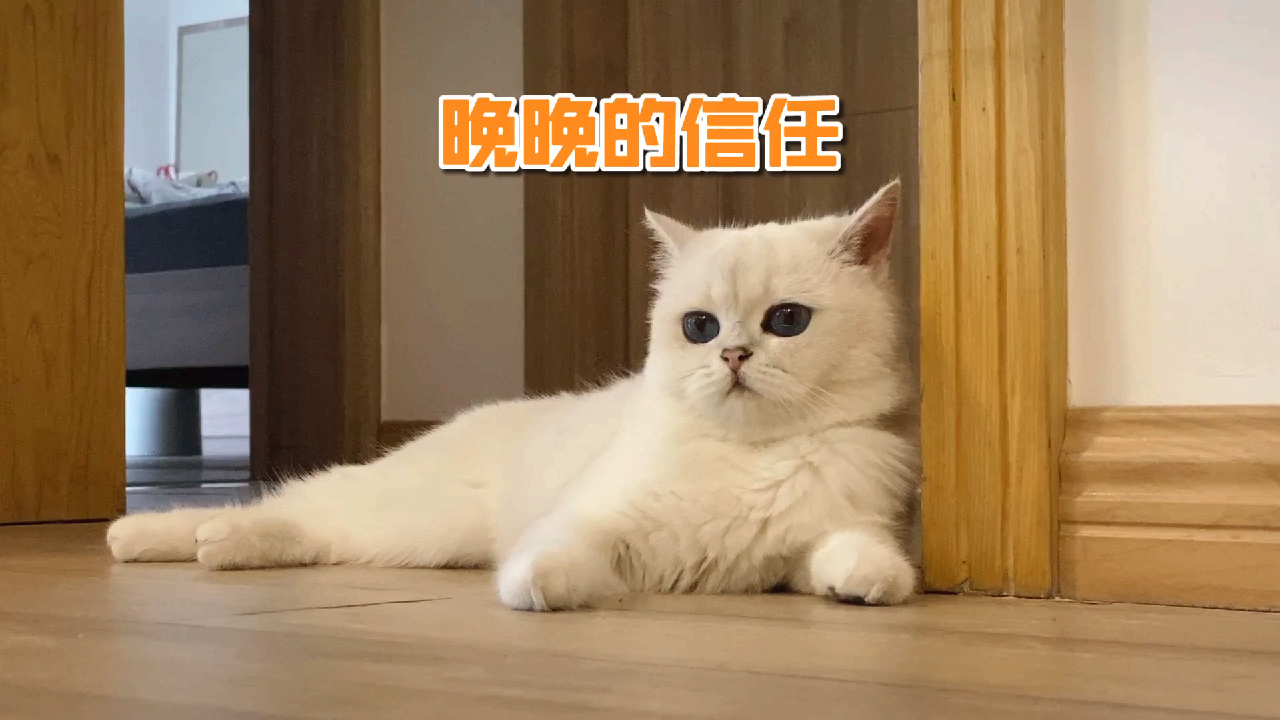 小猫咪晚晚可爱视频集锦