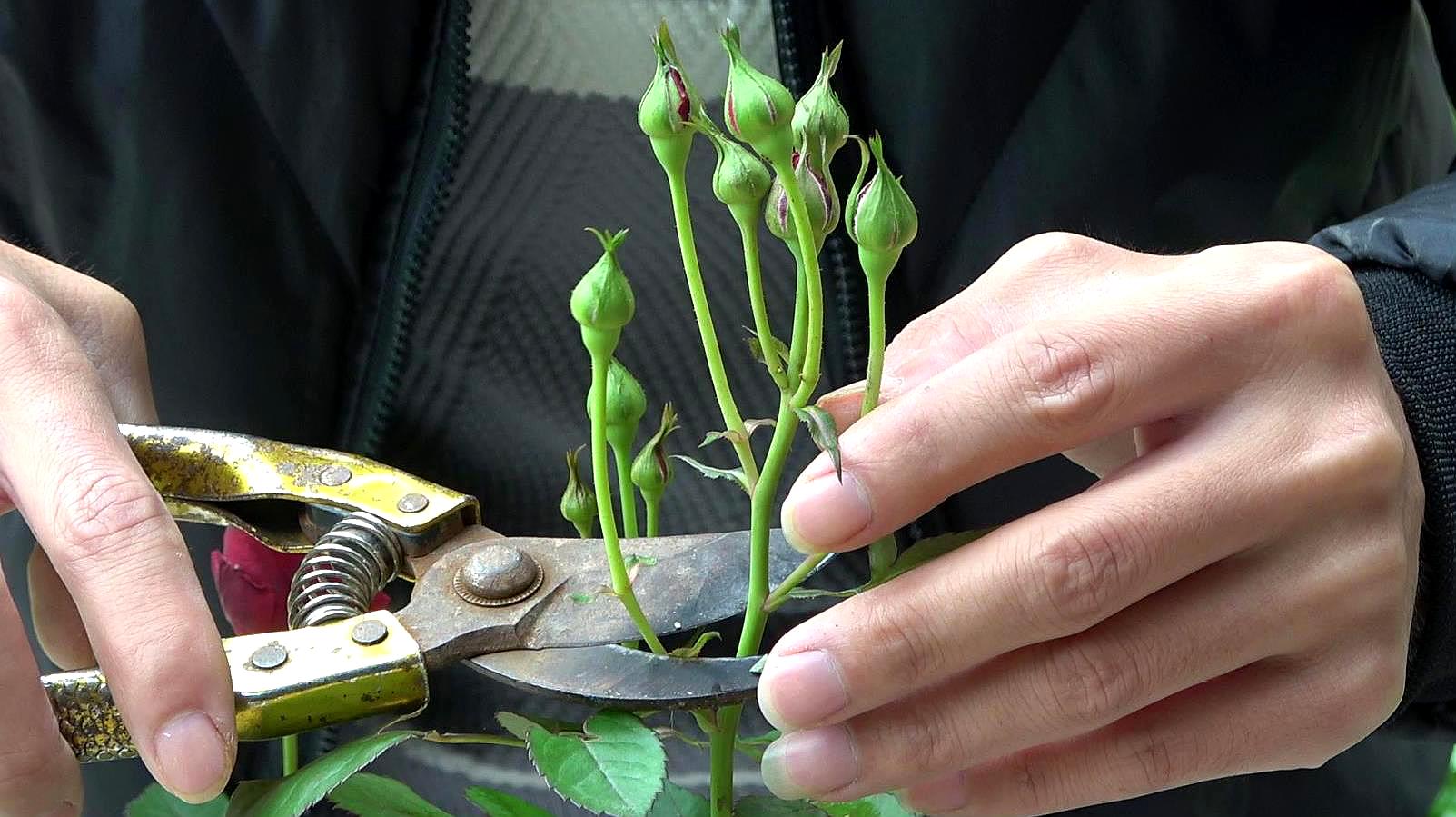 月季花怎么养护