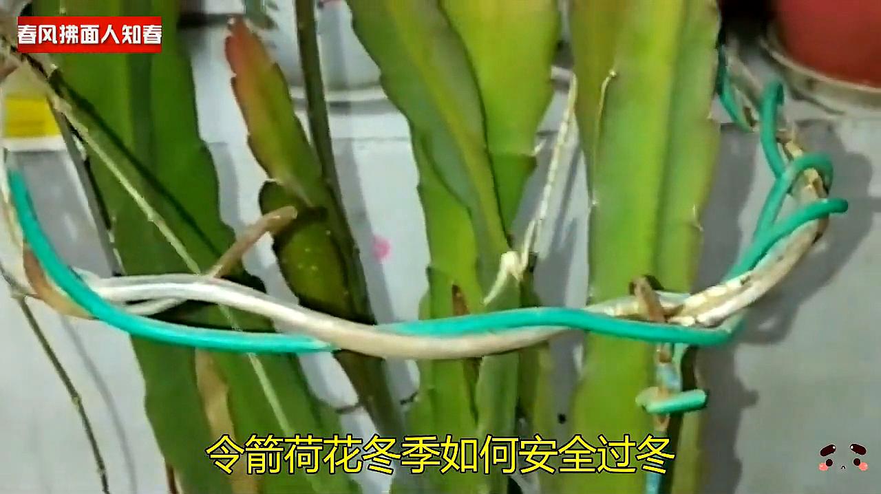 令箭荷花这样