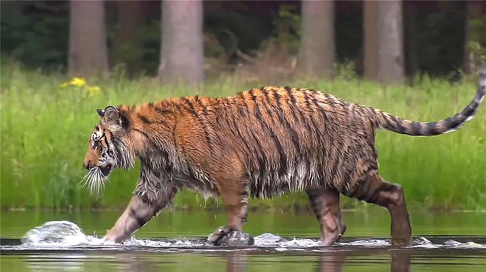 老虎在河边喝水,突然觉得身后有其他动物,转身后拔腿就跑