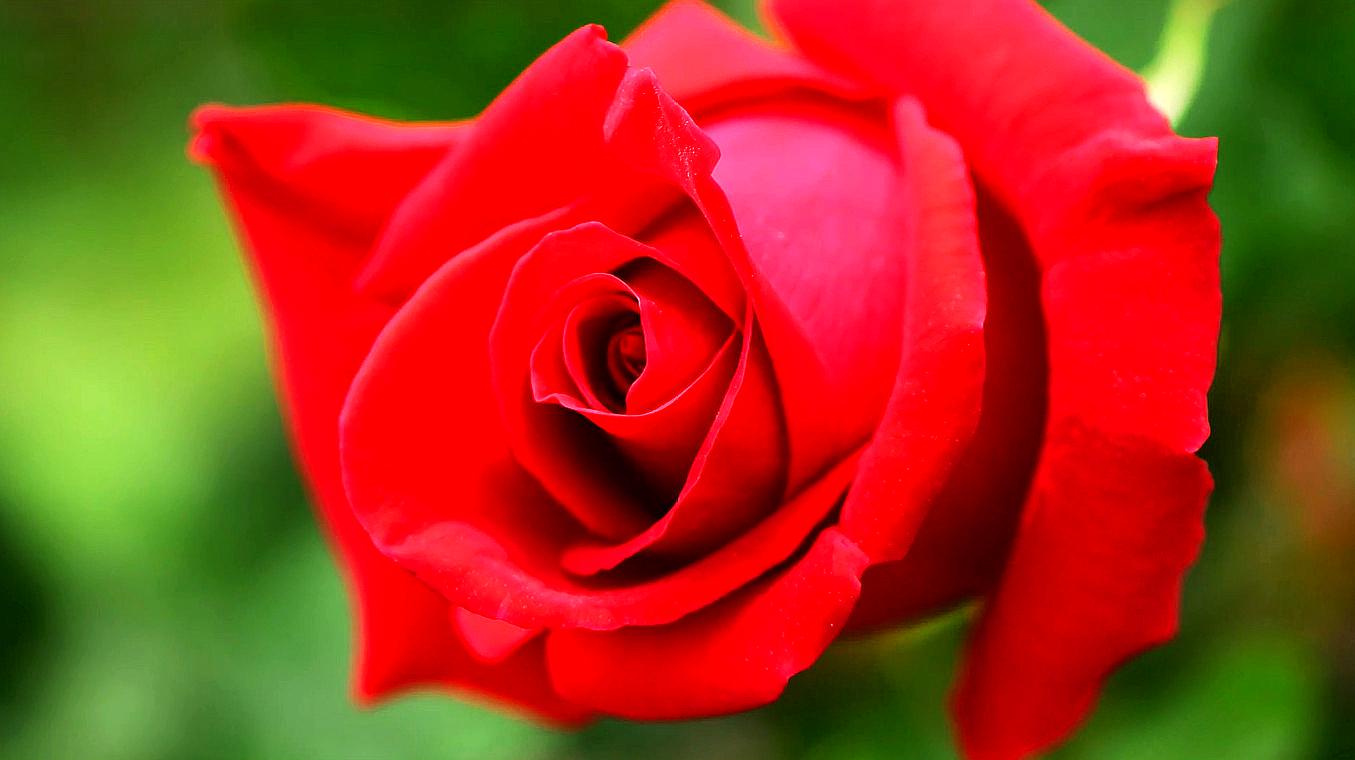 种类繁多的玫瑰花,哪个颜色是你的最爱?
