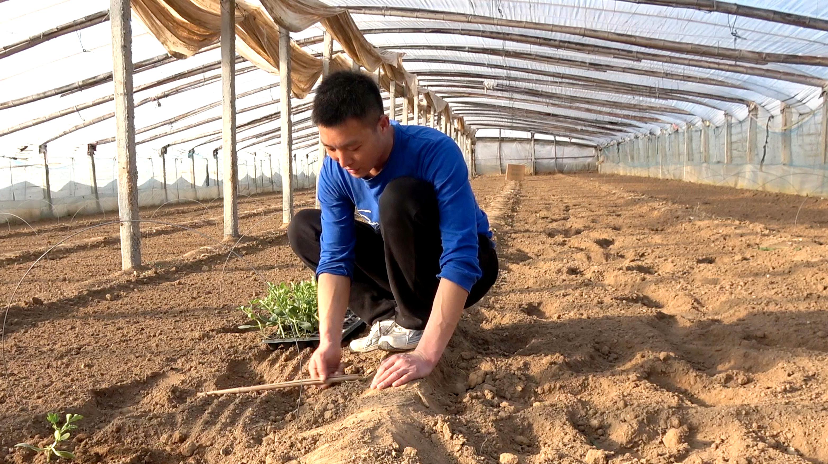 实拍种植西瓜的全过程,农村大叔这方法种西瓜,成活率高达99%!