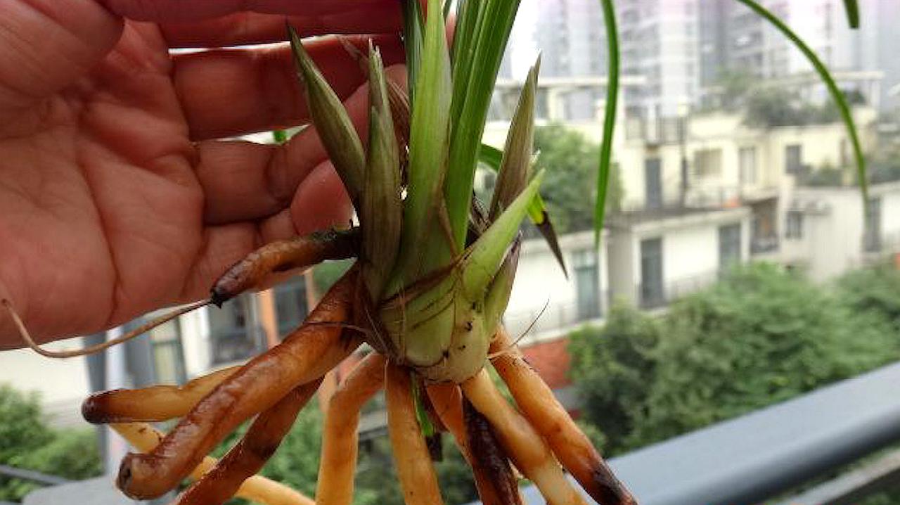 1想要兰花芦头,新芽长得好,正确浇水少不了  01:43  来源:好看视频