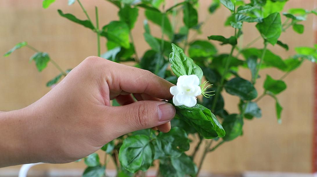 盆栽茉莉花的养殖方法(盆栽茉莉花的养殖方法和注意事项有哪些?)