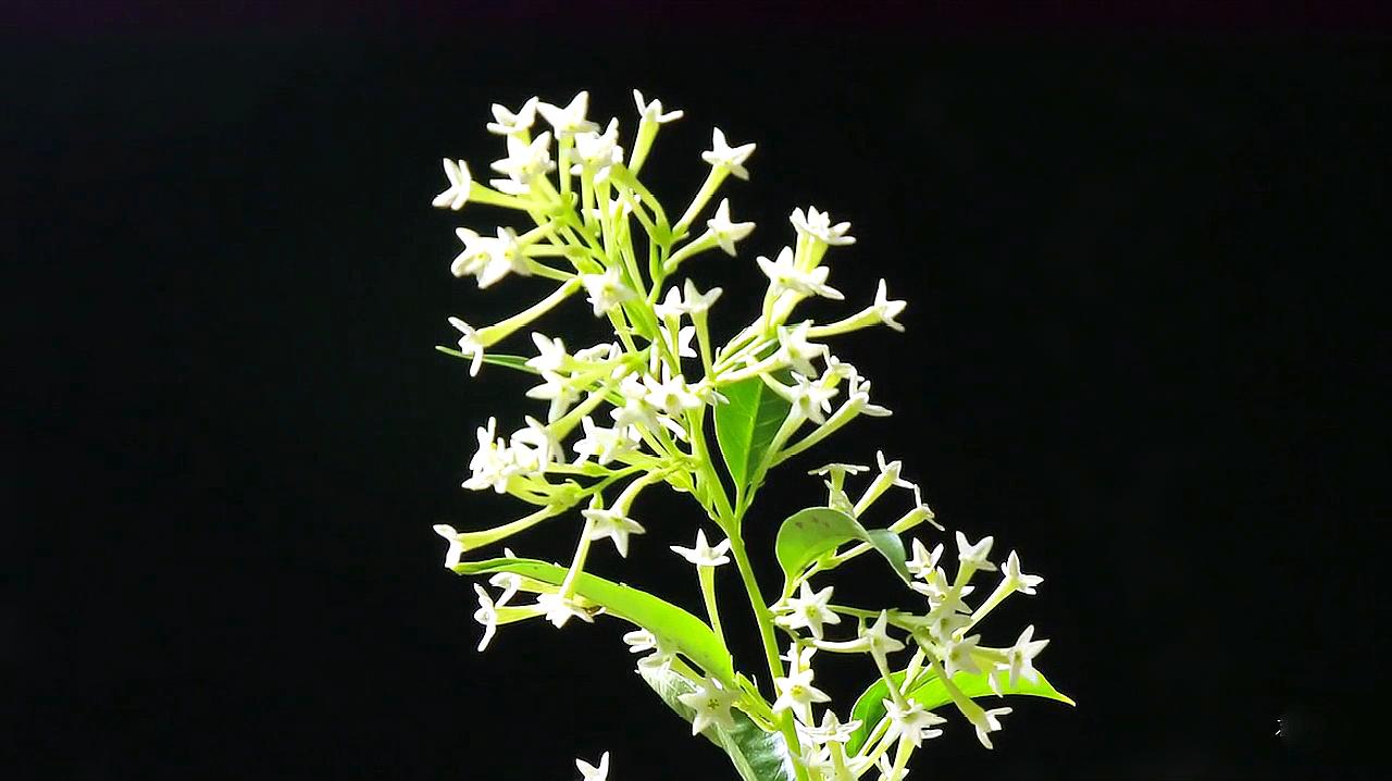 只在夜晚盛放的花?盆栽夜來香,聽起來神秘,養起來簡單!