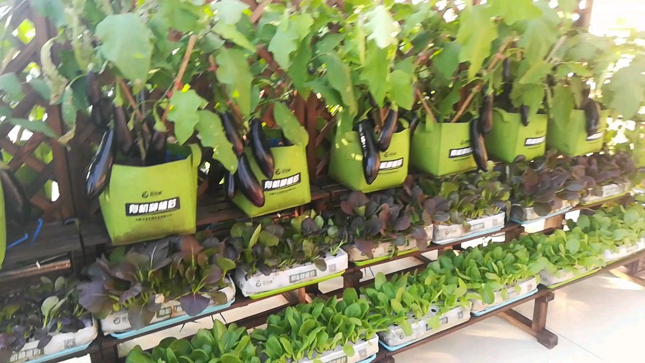 蔬菜的种植技巧和养护方法