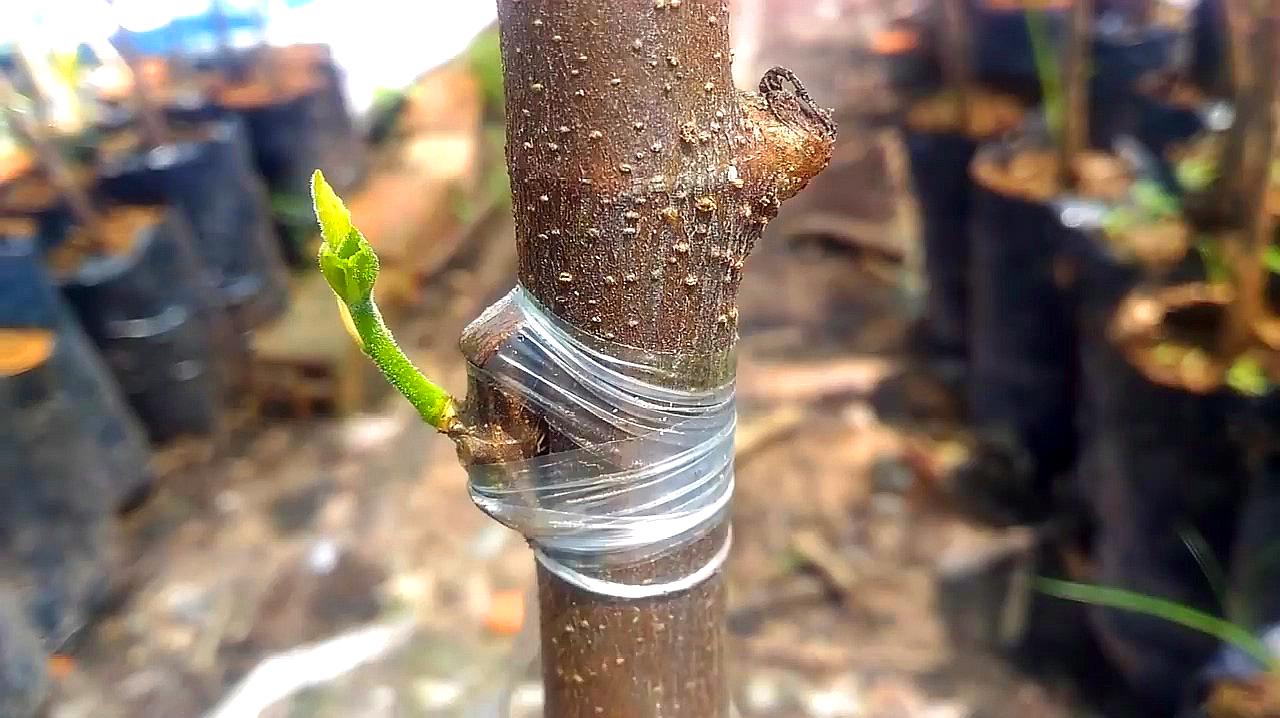 果樹怎麼嫁接