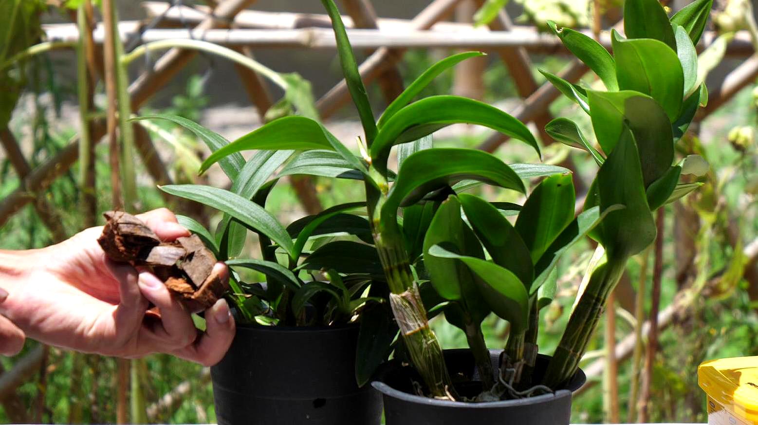 石斛盆栽種植方法_種植石斛條件_石斛的種植方法