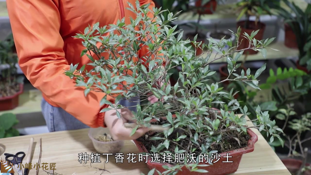 丁香花怎么养