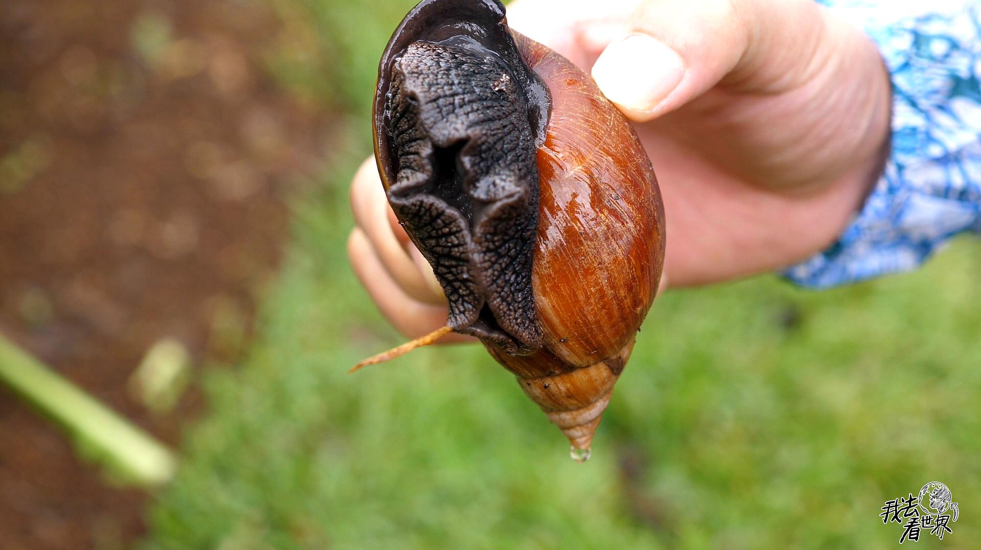 非洲大蜗牛真实图片