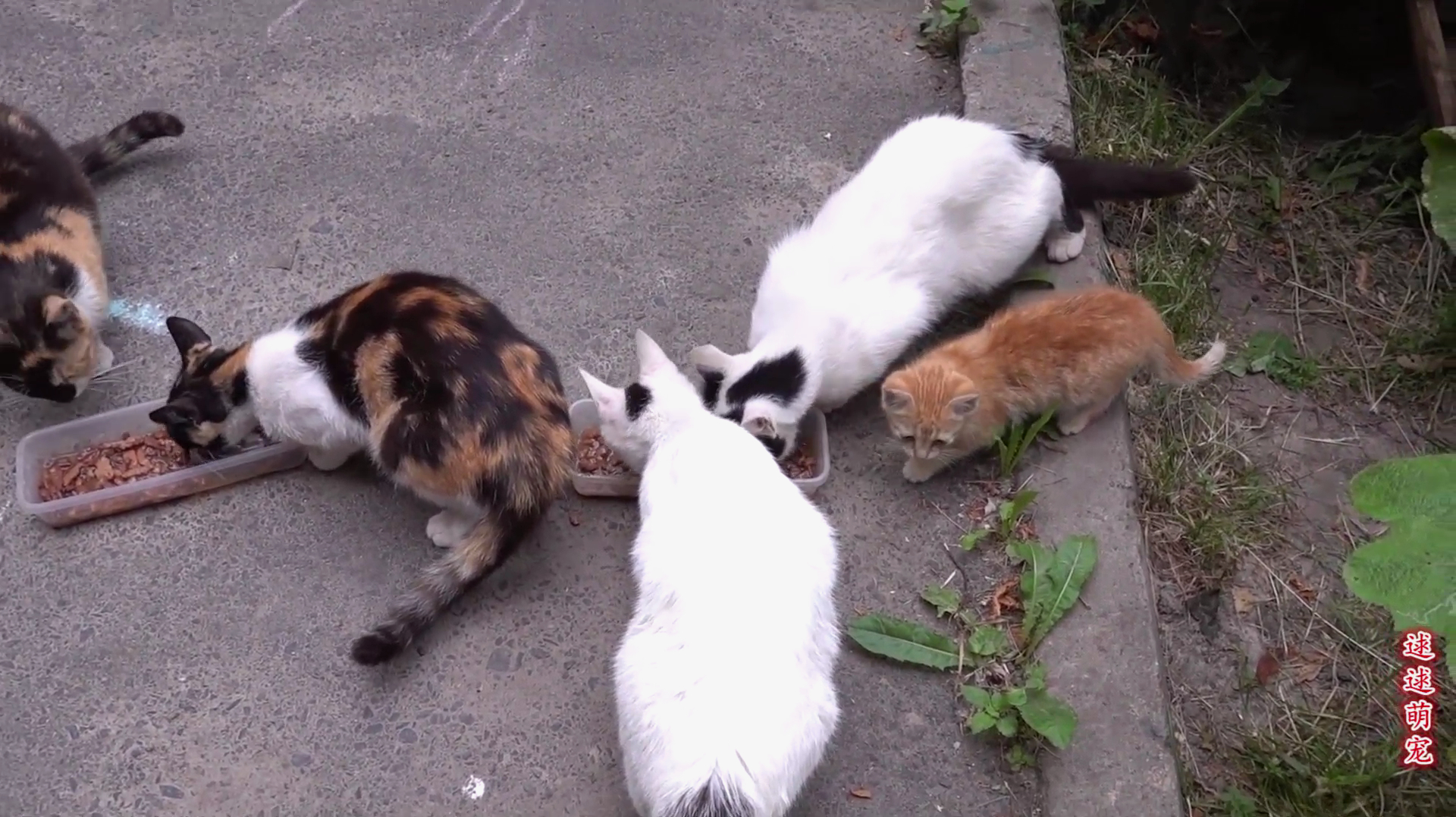 喂流浪猫时被跑出来的小野猫萌到了,几次想抓它,都被它跑掉了