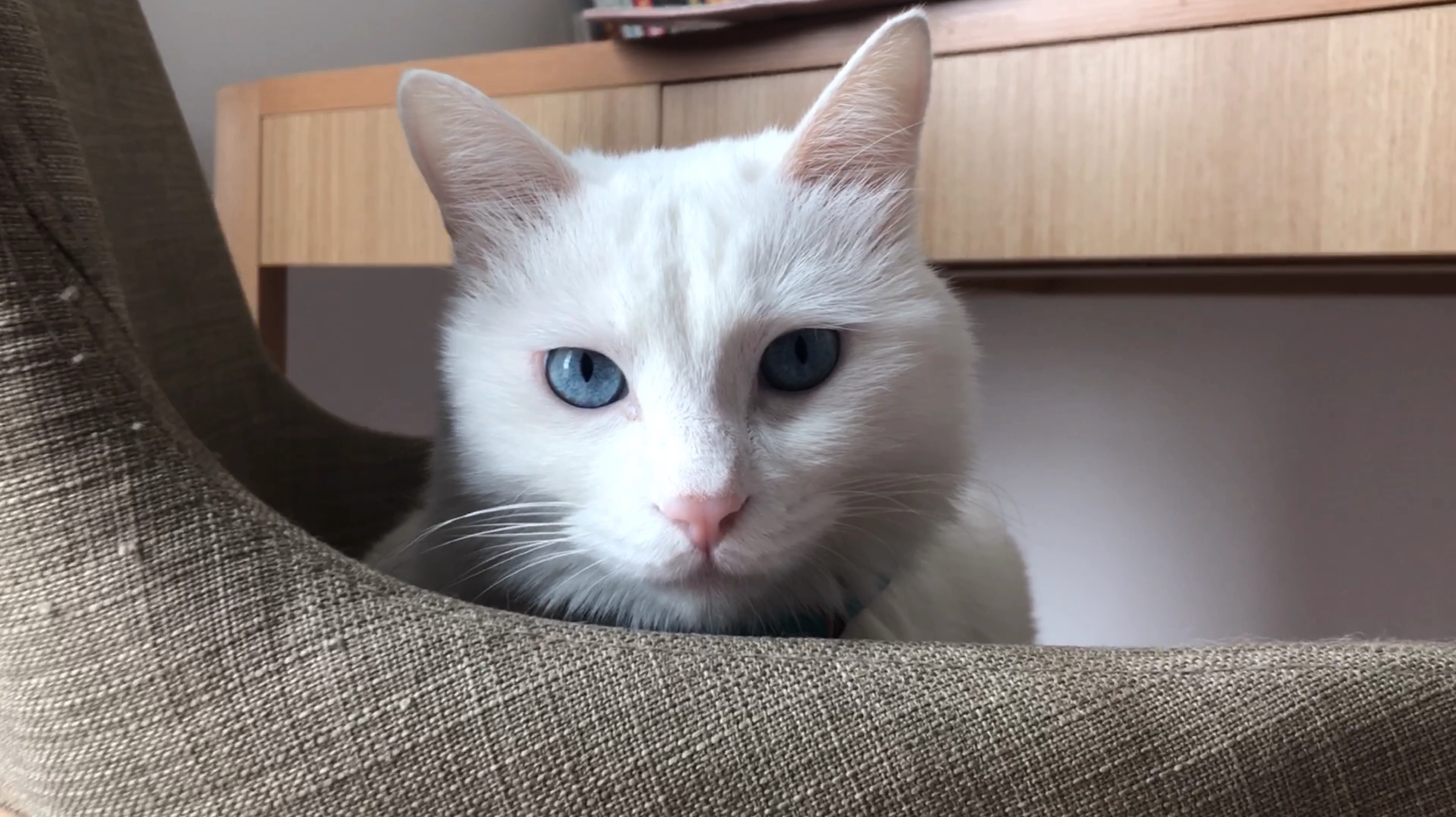 猫咪的日常精彩视频合集