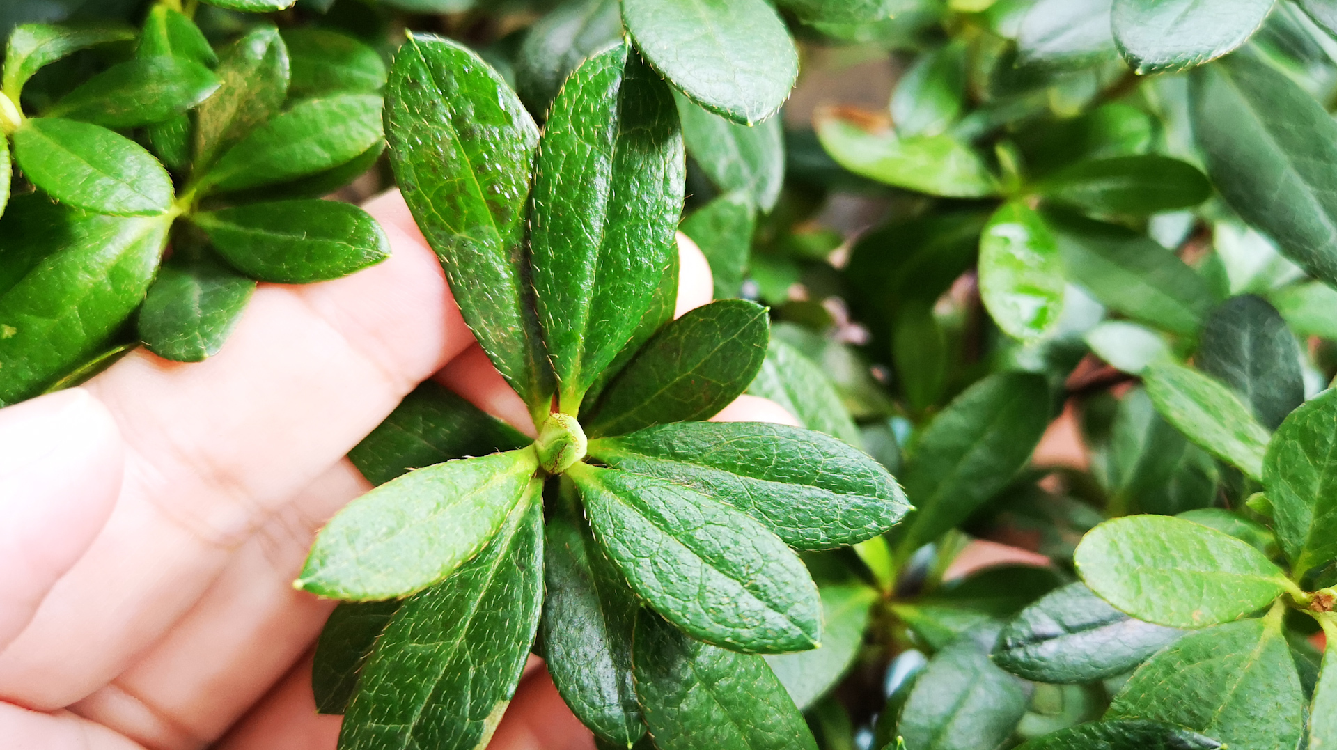 杜鹃花长花苞后,浇水犯了这一错,有花苞却不开花
