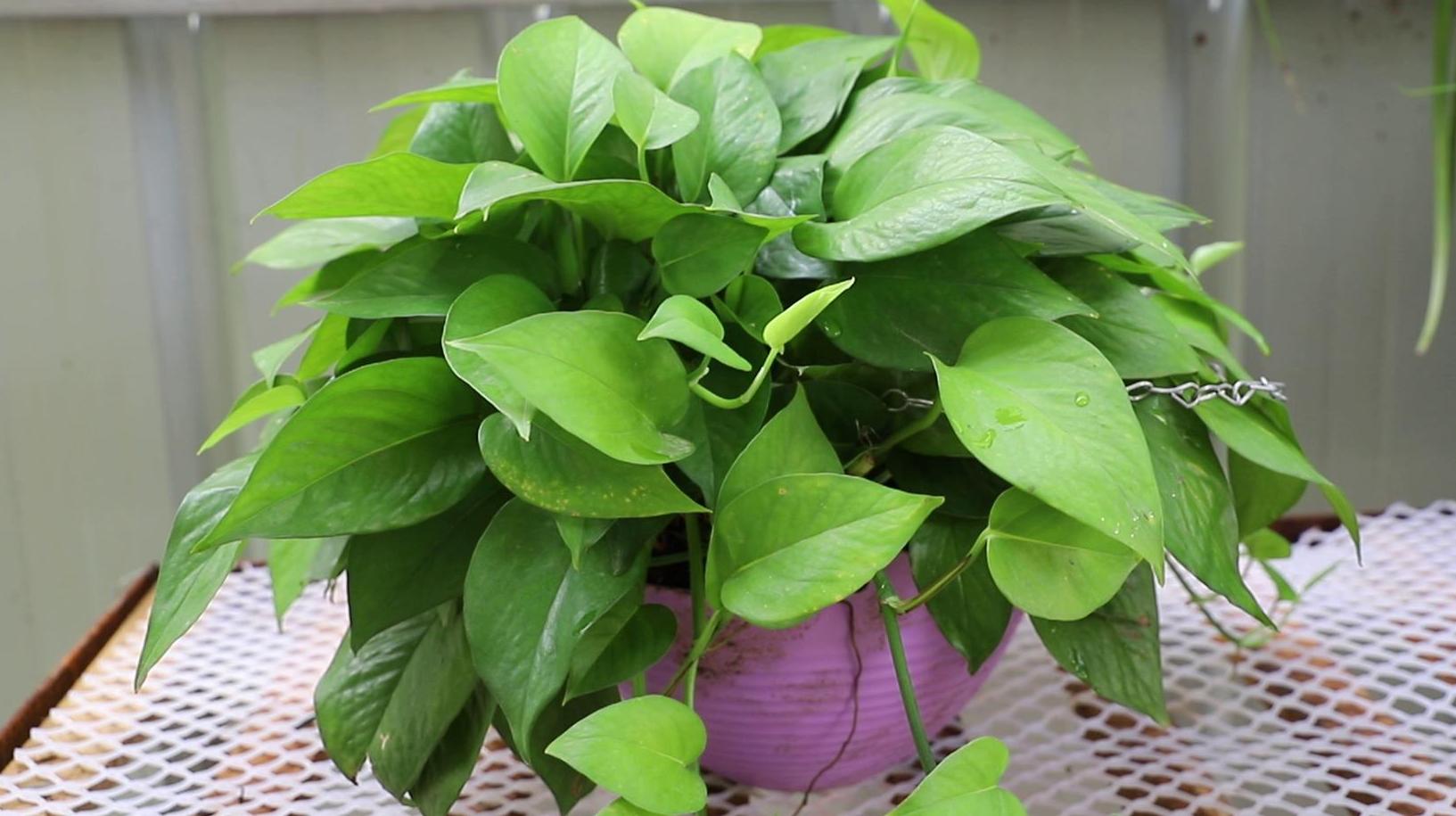绿萝叶片脏了怎么清洁,养护知识请看这里!
