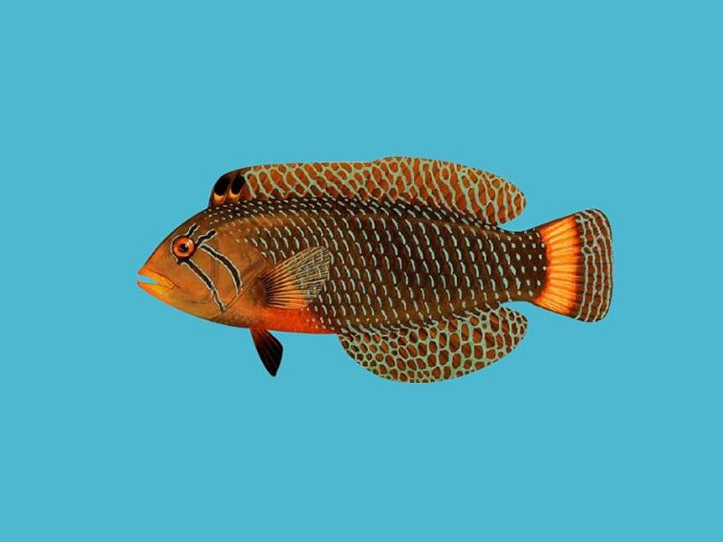 「秒懂百科」原来花尾连鳍鱼长这样