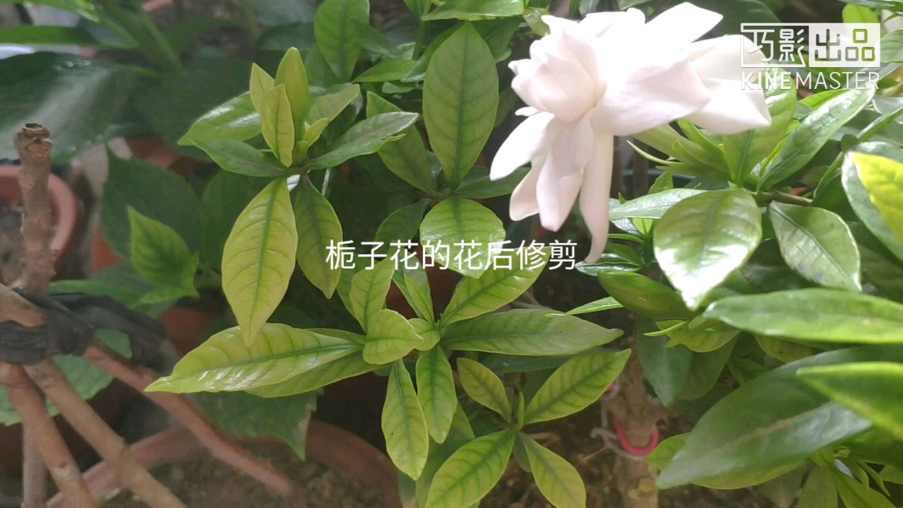 栀子花修剪时间和方法(栀子花修剪时间和方法视频)