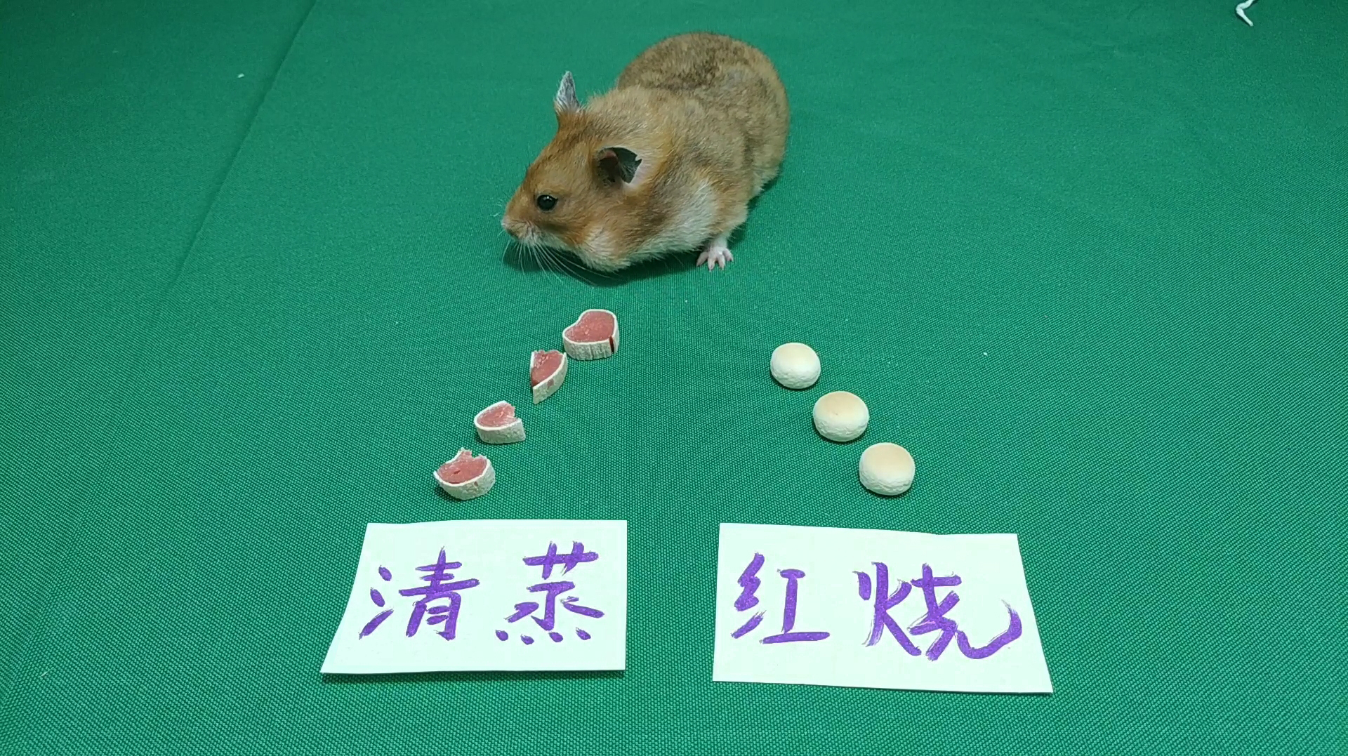 仓鼠可爱小视频