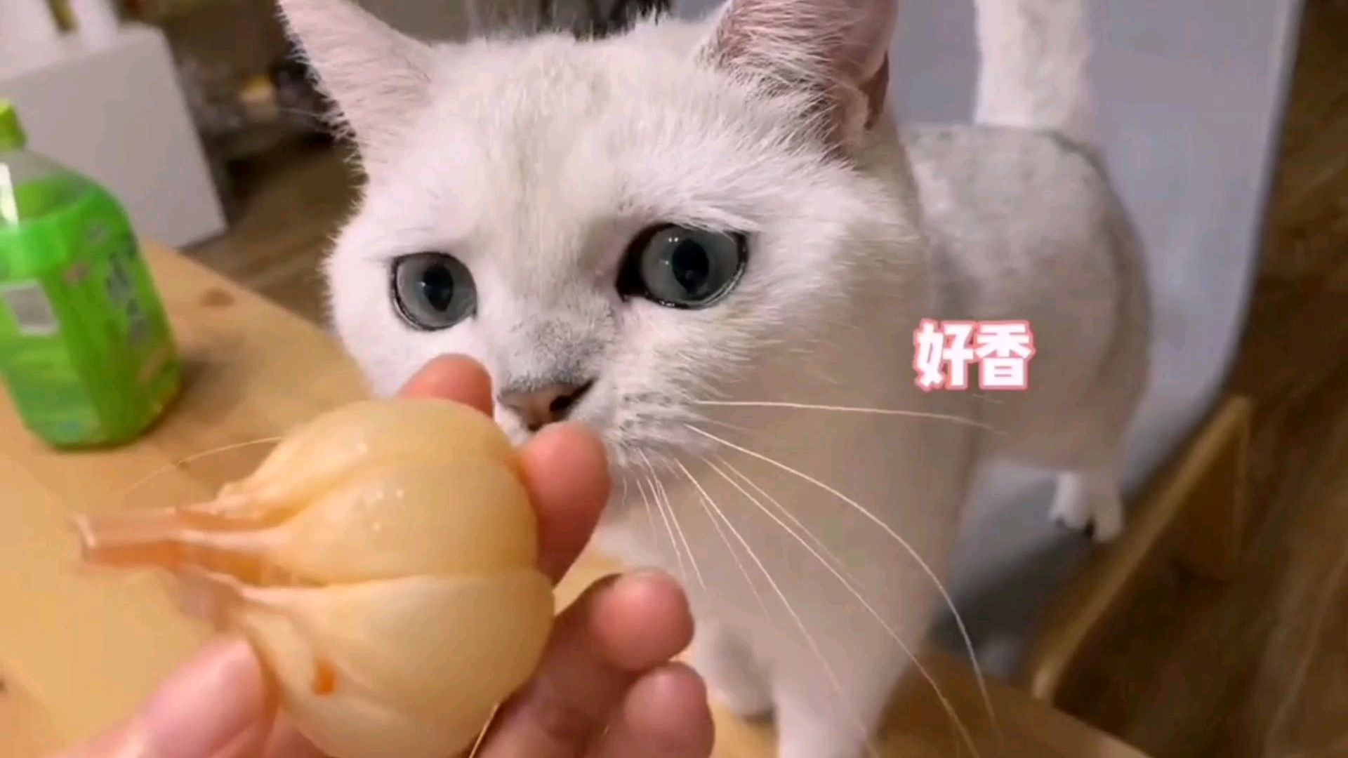 小猫咪七七精彩生活视频集锦