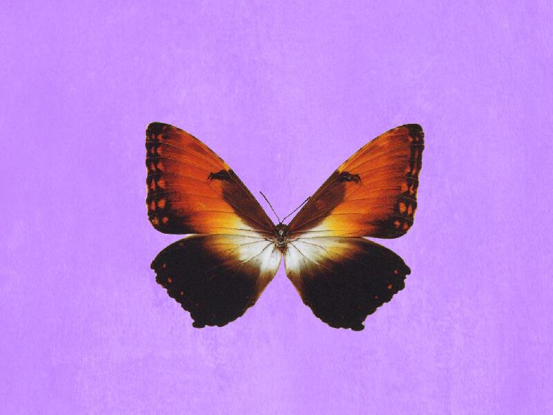 原来太阳初升蝶长这样