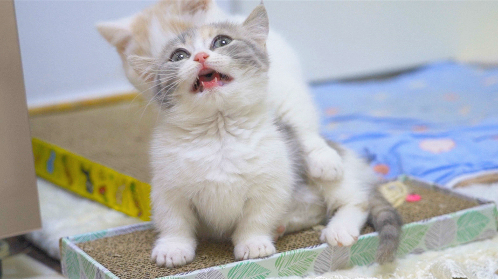 看得心都萌化了!奶猫:我可凶了!