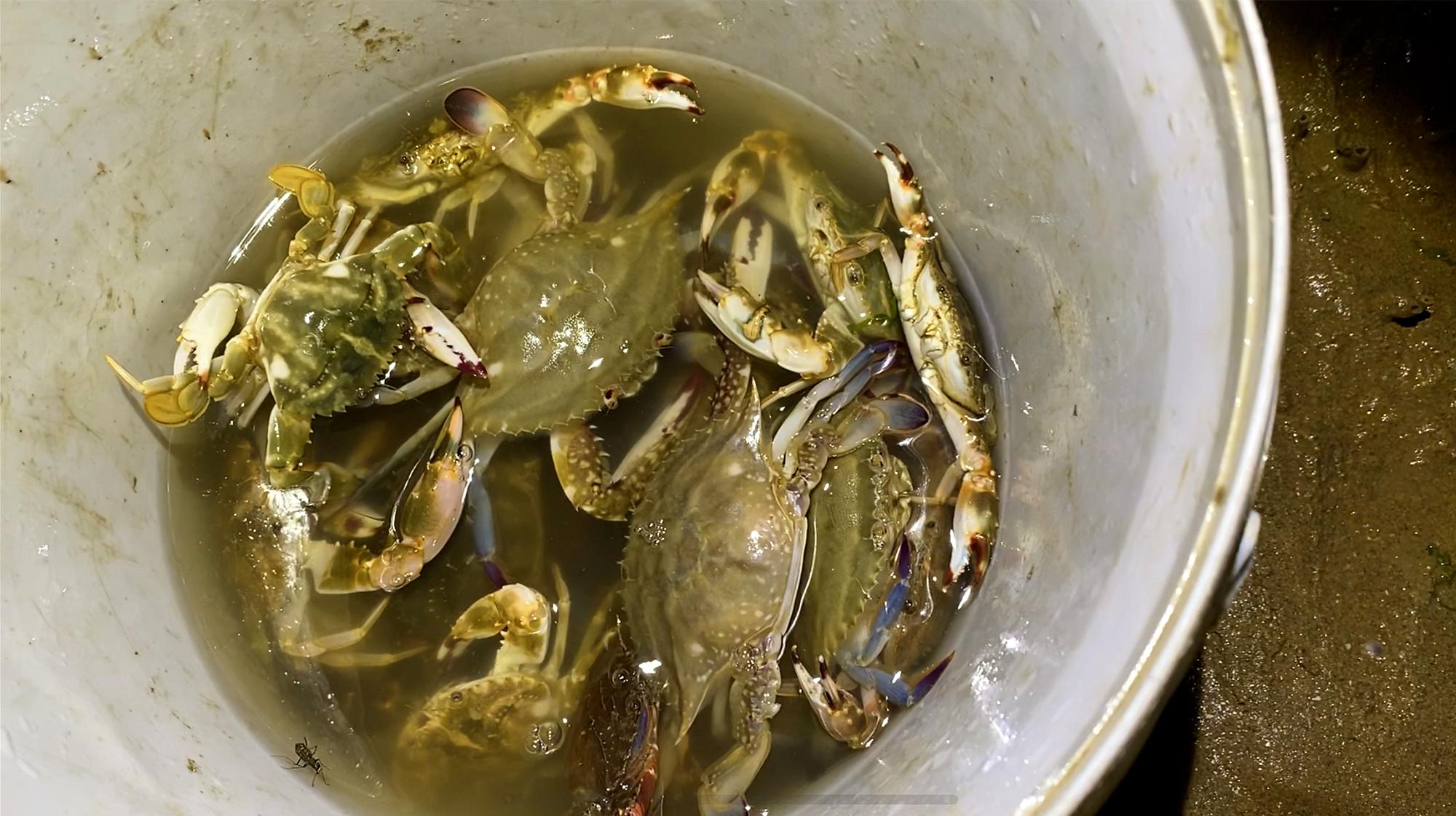 捞螃蟹、品螃蟹……他们这样过农民丰收节 -青报网-青岛日报官网