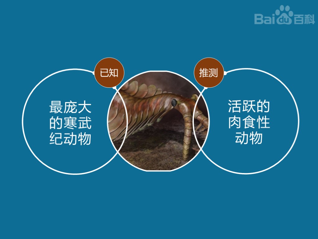 奇虾:它是已知最庞大的寒武纪动物