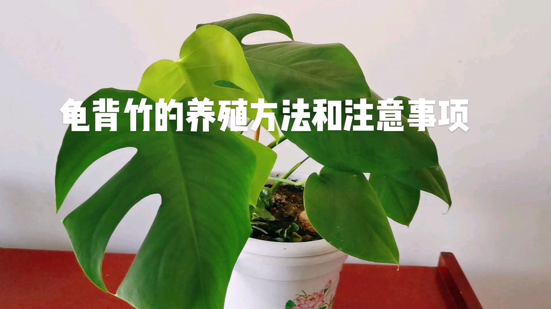 龟背竹的养殖方法和注意事项
