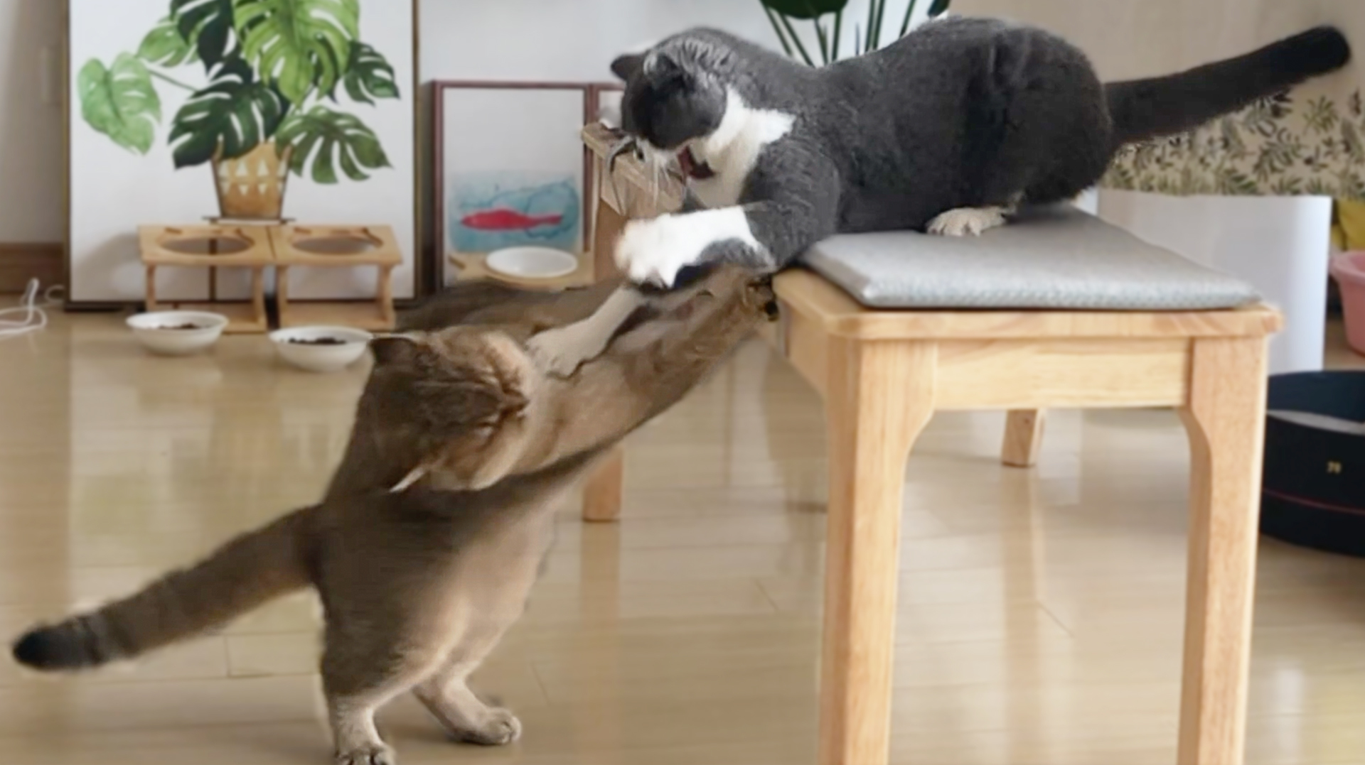 05:16  来源:好看视频-主人用60张旧纸板制作超大型猫抓板,撒上 