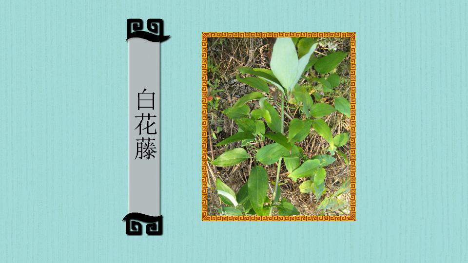 「秒懂百科」原来白花藤长这样