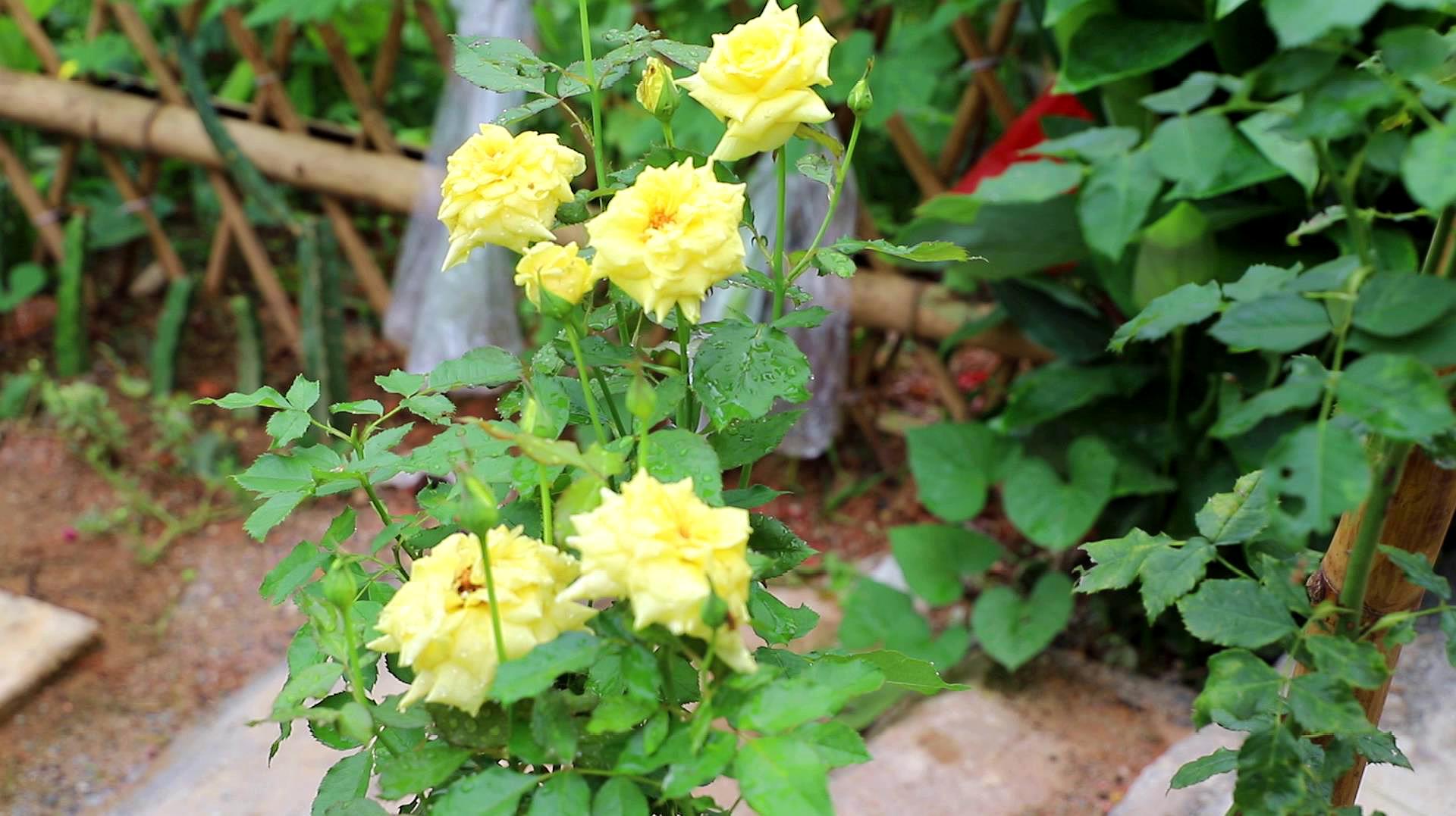 月季花夏天怎么养(月季花夏天怎么养活)